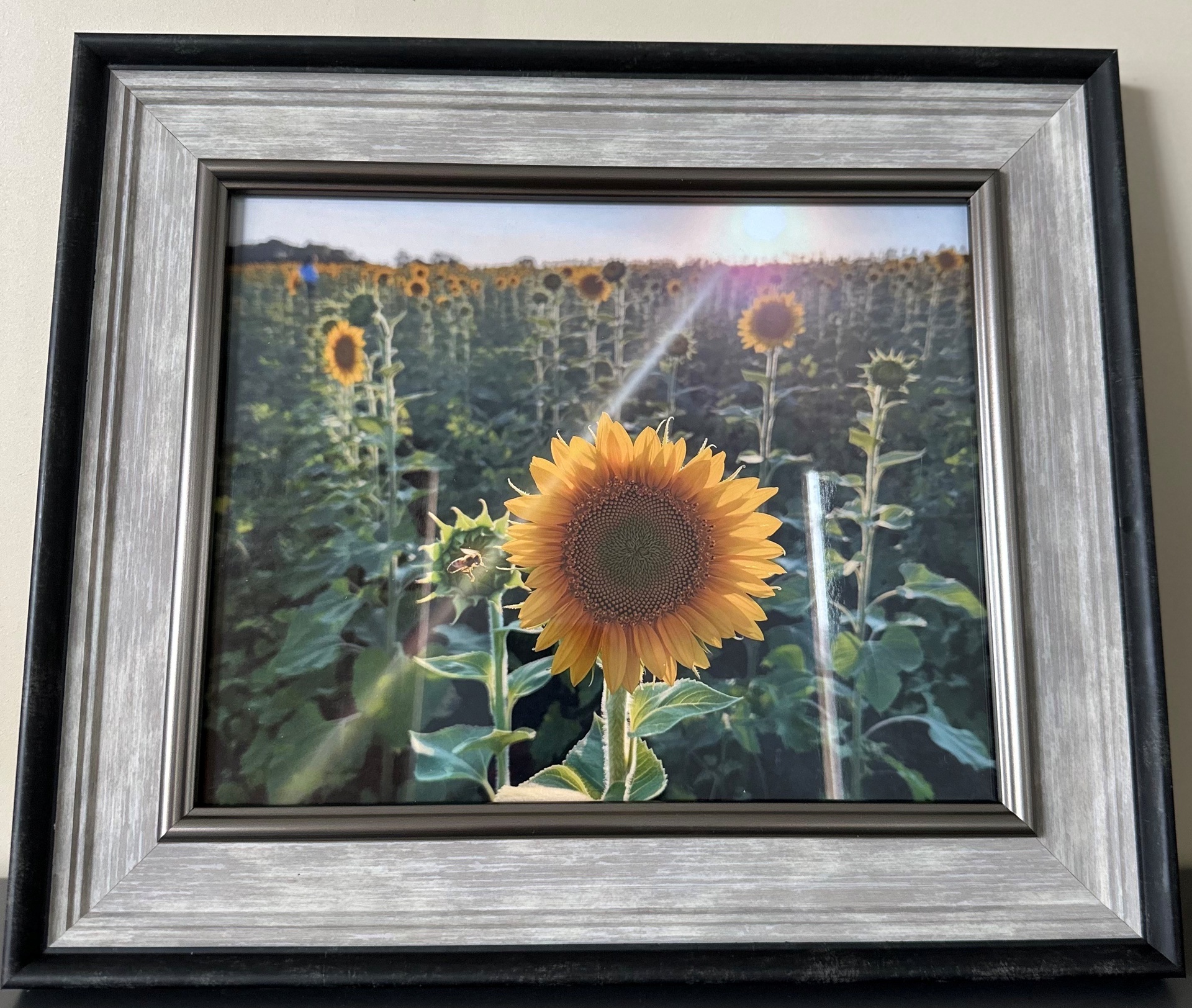 Can You BEE-Lieve it by Kent Canady