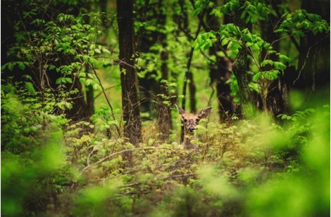 Artwork A Doe by Jessica Russell